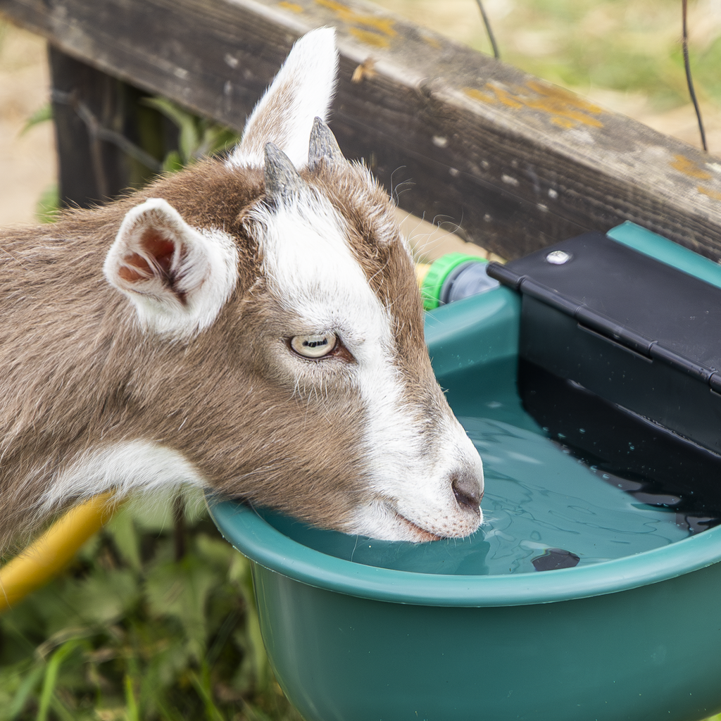 Automatic Cattle Drinking Bowl 4L