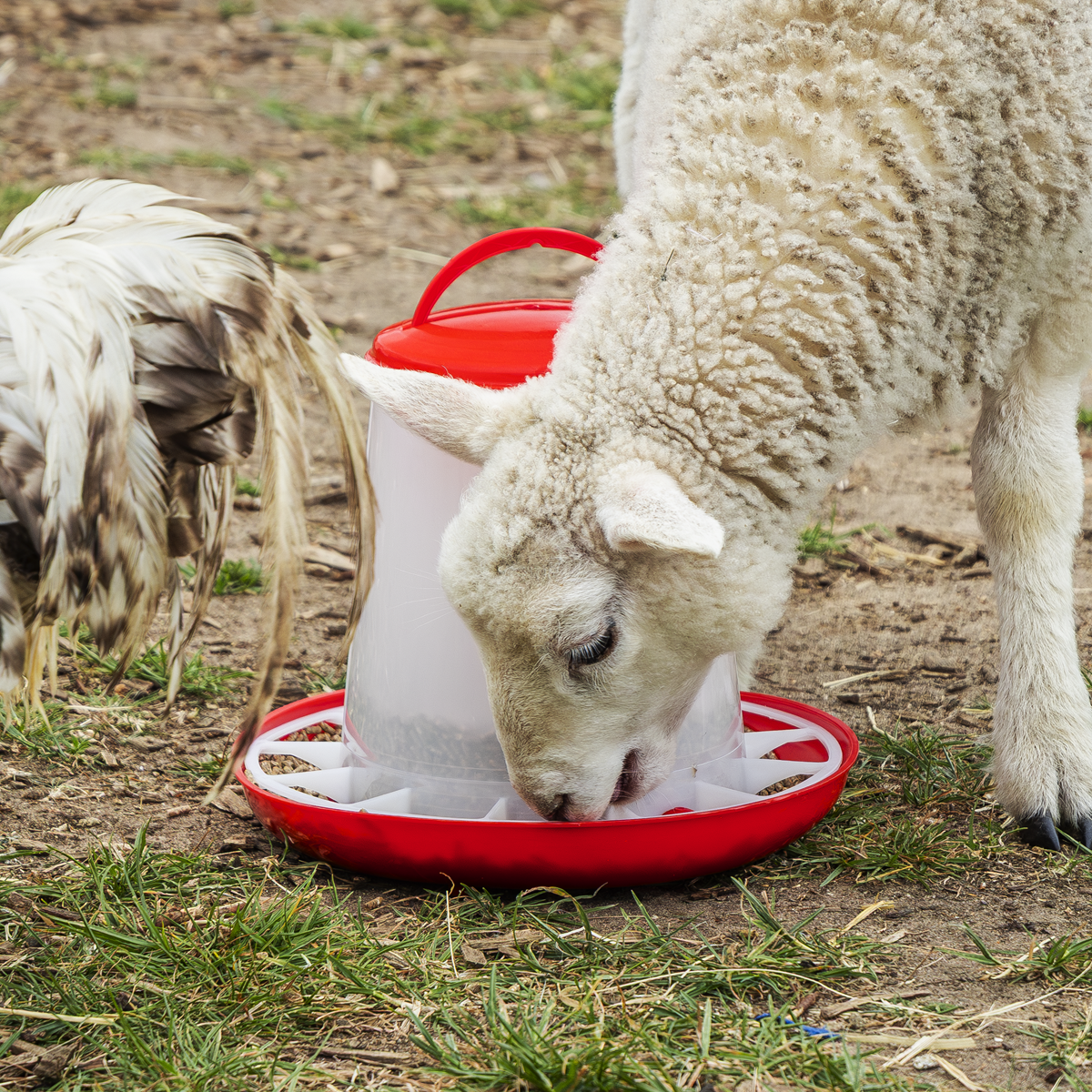 Poultry Feeder 3kg