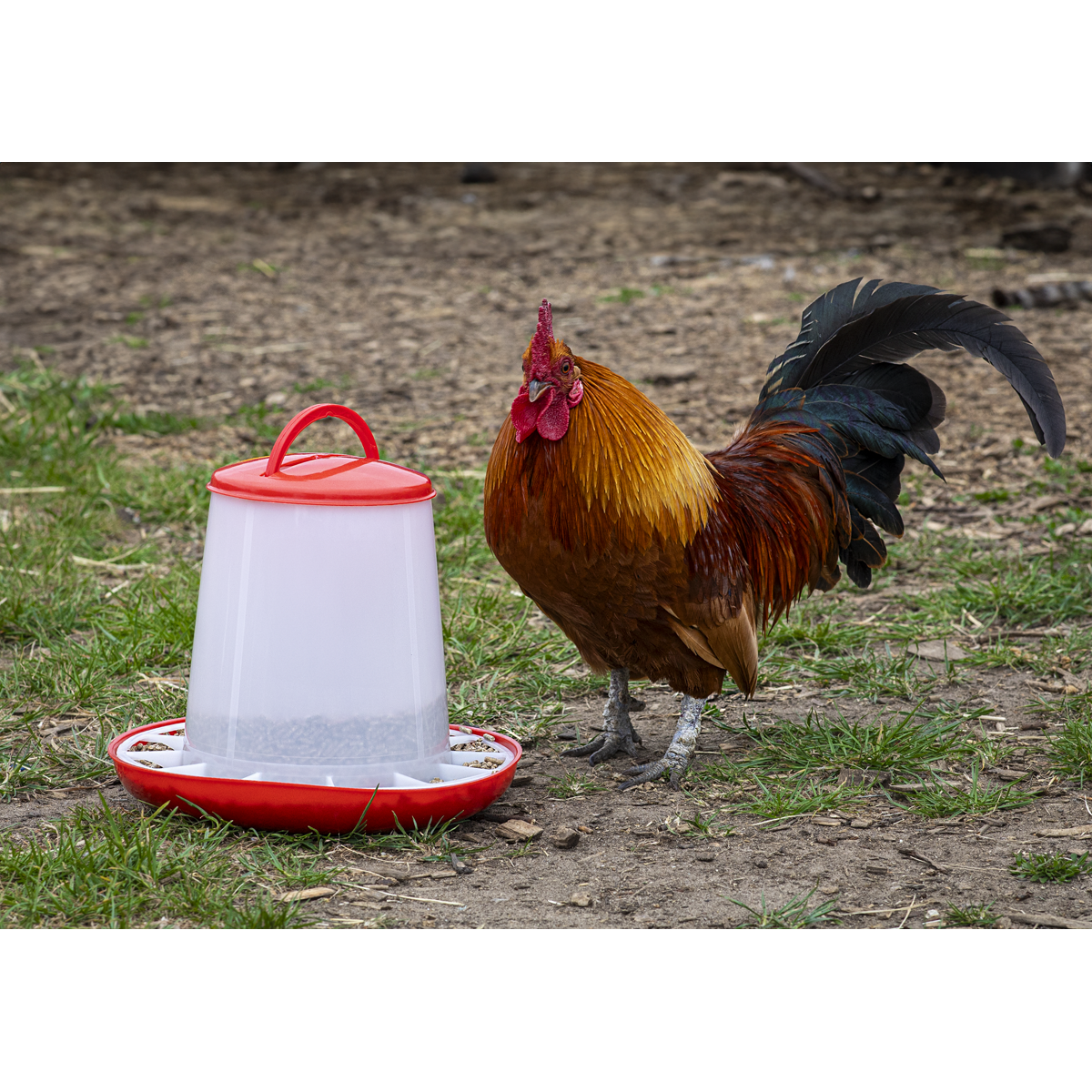 Poultry Feeder 3kg