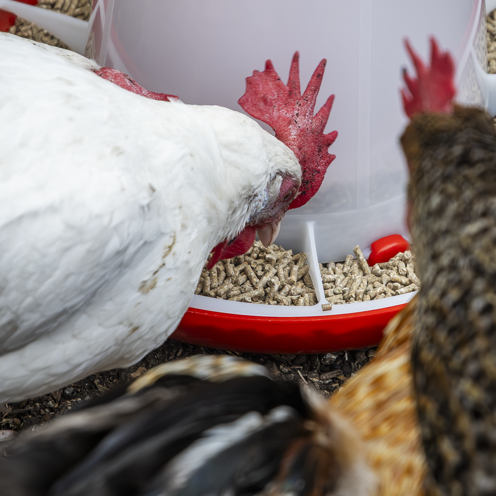 Poultry Feeder 6kg