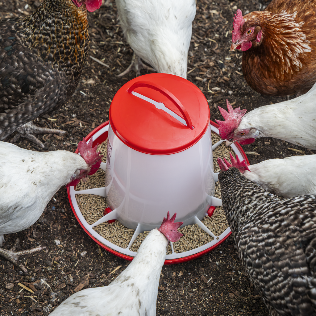 Poultry Feeder 6kg