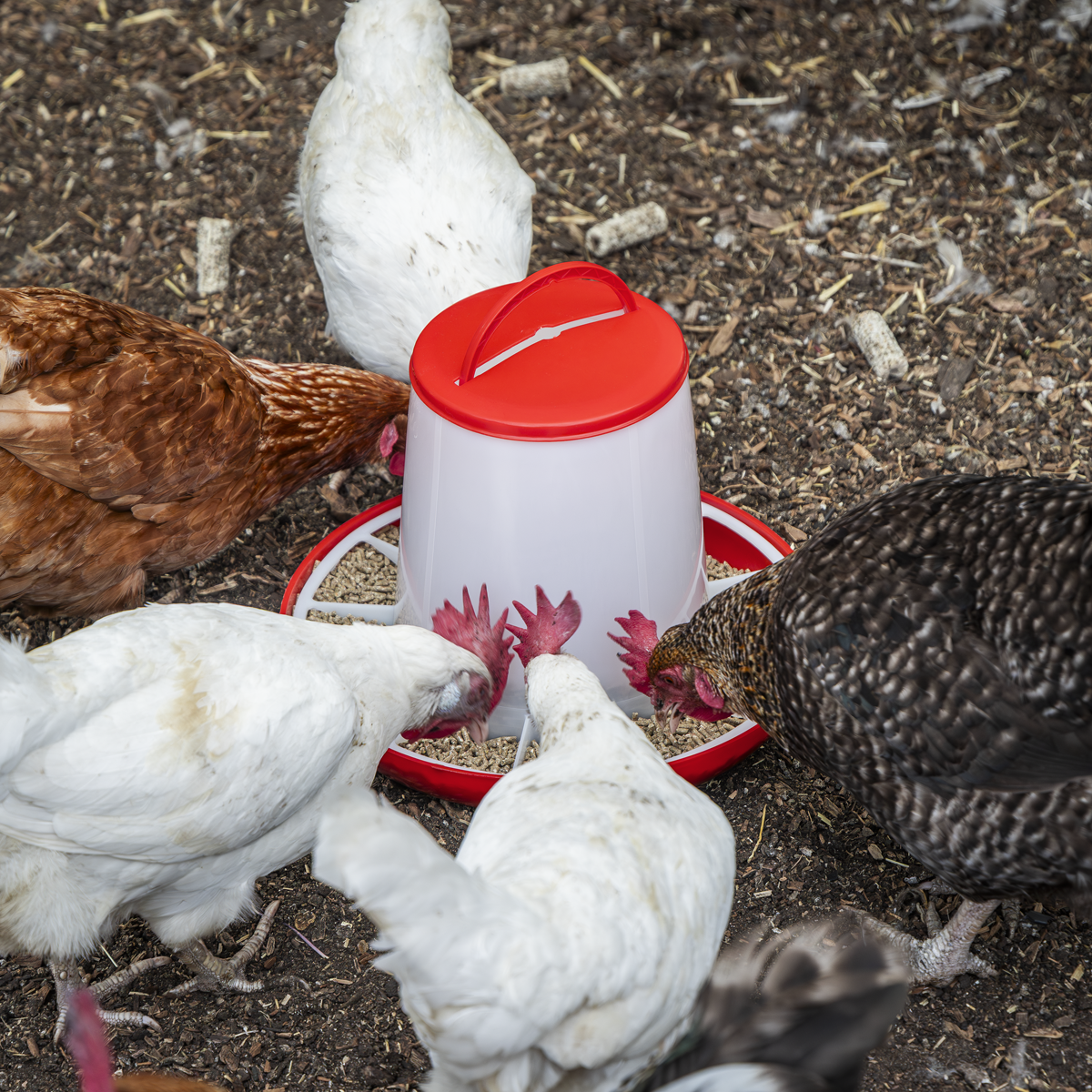 Poultry Feeder 6kg