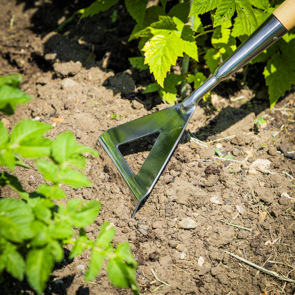 Premier Dutch Hoe with Long Ash Handle & Stainless Steel Bla